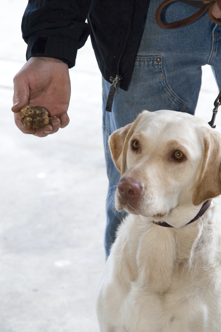 Experts claim that any dog can be trained to hunt for truffles, such as this truffle dog Stella, a Labrador retriever. 
